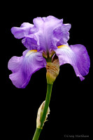 Blue Iris, Schreiner's Iris Gardens, Brooks, OR 150429-131358-5D-25413