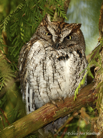 Western Screech Owl, TRNWR 100310-MK3-2454