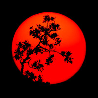 Oak Silhouetted against smoky sun 150822-193610-5D-30958