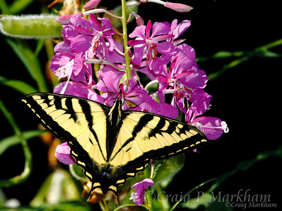Tiger Swallowtail on Fireweed 120708-100903-MK4-19397