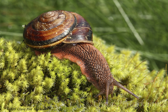 Pacific Sideband Snail - Monadenia fidelis 100418-MK3-3757
