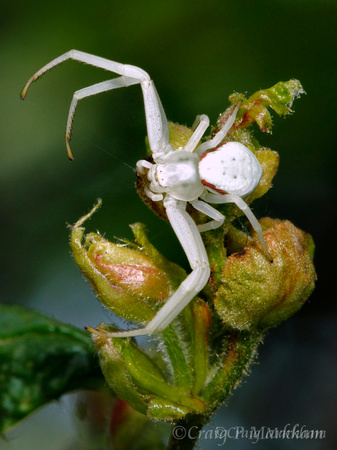 White Crab Spider 120530-145548-MK4-17047