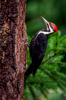 12 Jan 2021 - Pileated woodpecker