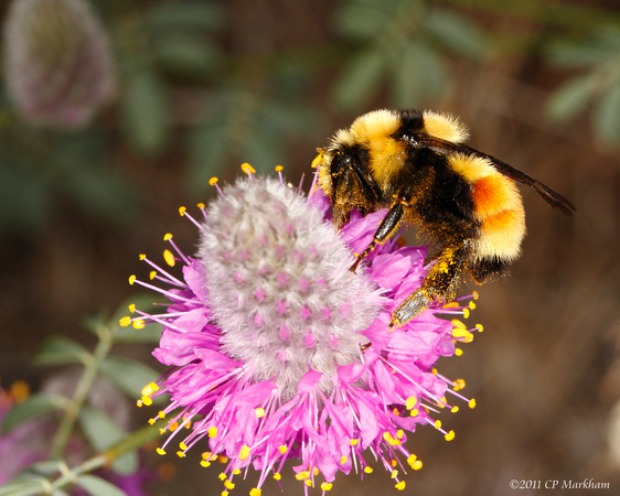 Bumblebee on Desert Clover 110623-195112-MK3-5409