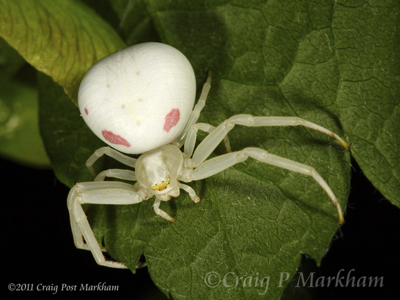 White Crab Spider 100512-MK3-5624