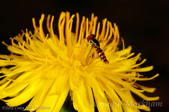 Syrphid fly on Hawksbeard flower 100816-MK3-2184