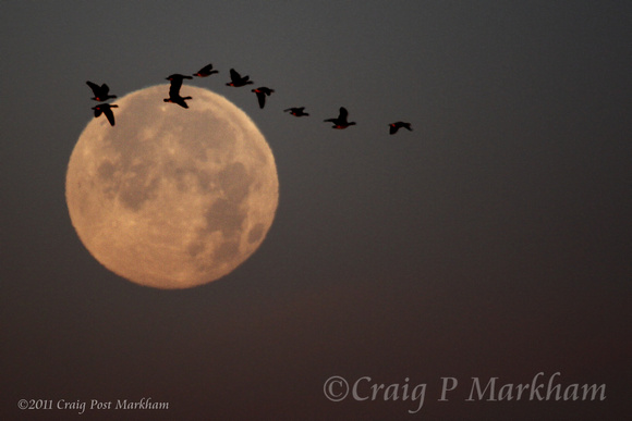 Canada Geese in flight across moon 091202-MK3-9065