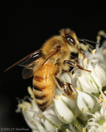 Honey bee on leek blossoms 100720-MK3-0174