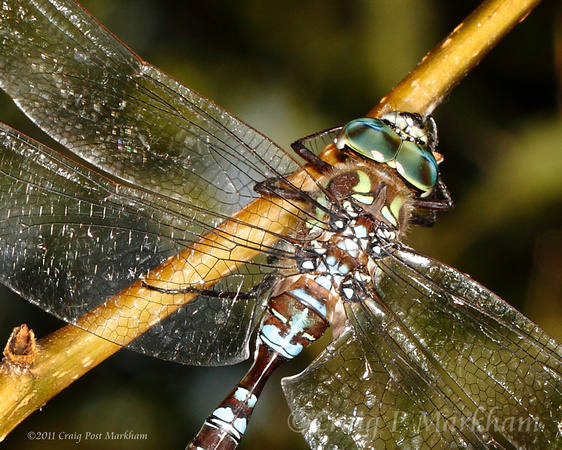 American Emerald Dragonfly detail 100903-MK3-2992b