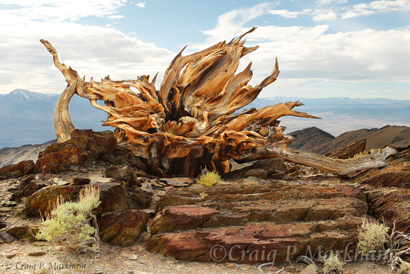Bristlecone roots 111015-152956-MK4-2956-58 HDR