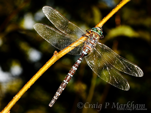 American Emerald Dragonfly 100903-MK3-2992