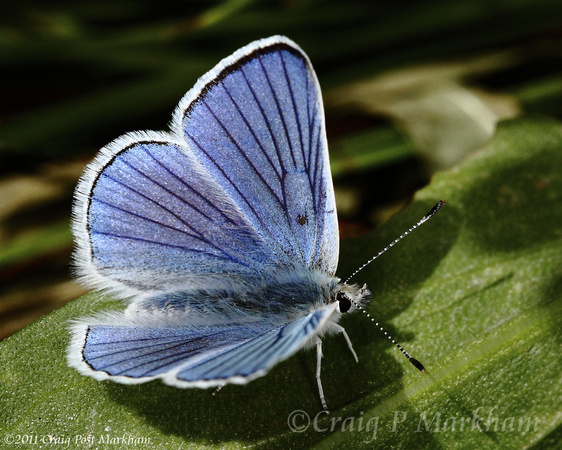 Blue Copper Butterfly 100822-MK3-2519